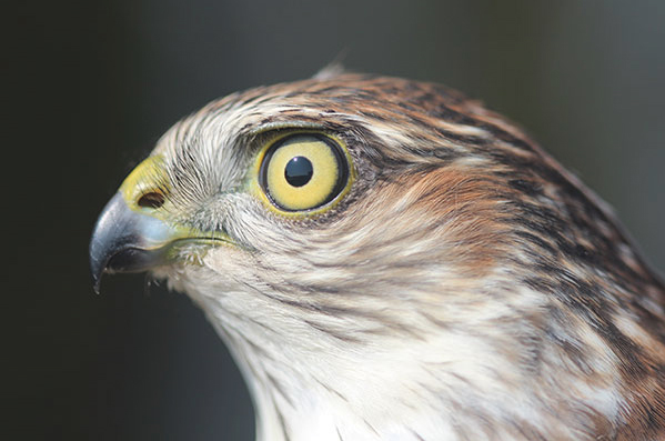 Sharp-shinned Hawk