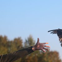 Zach Rinehart releasing a Sharp-shinned Hawk