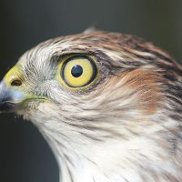 Sharp-shinned Hawk