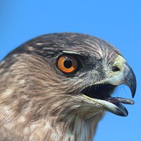 Cooper's Hawk