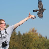 Abe Faugstad releasing a Sharp-shinned Hawk