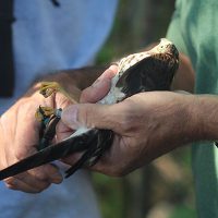 Banding a hawk