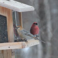 Pine Grosbeak pair on feeder