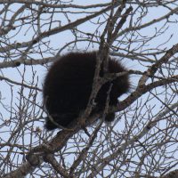 Porcupine in tree