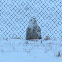 Snowy Owl in Superior, WI