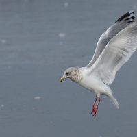 Adult Thayer's Gull