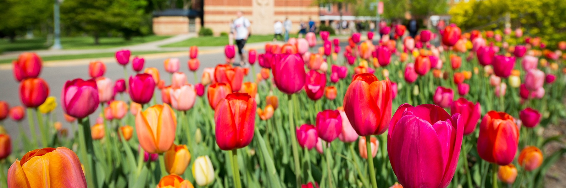 Tulips in a flower bed by Trinity Chapel