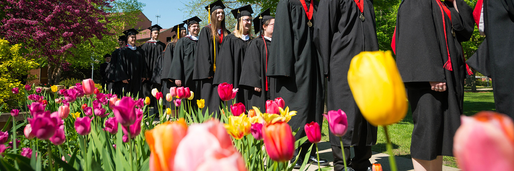 graduates walk by a bed of tulips on the campus