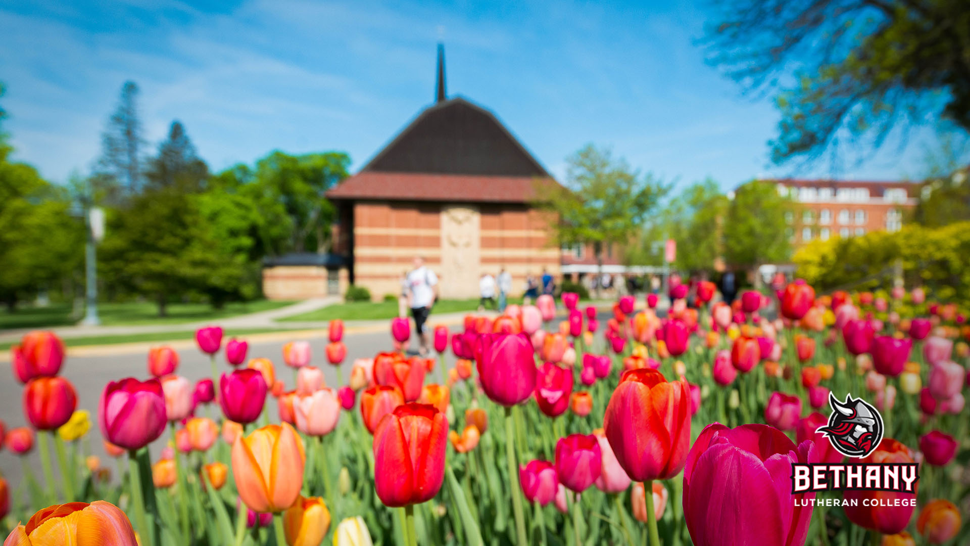 Colorful pink and yellow tulips in focus in foreground; people and campus in blurred background; sunny spring day with blue sky; horizontal image